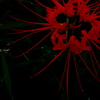 Lycoris radiata