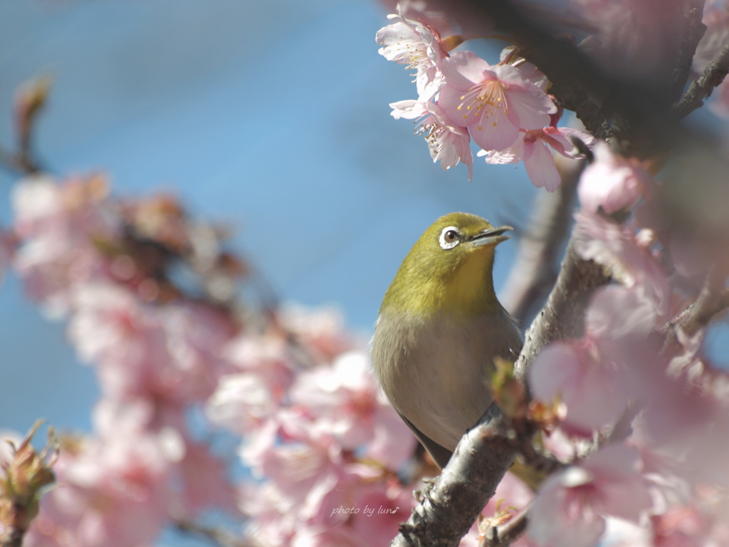 Zosterops japonicus