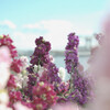 Matthiola incana