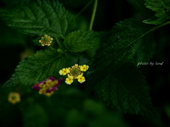 lantana