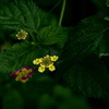 lantana