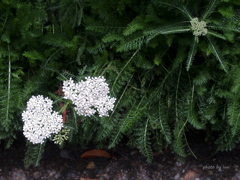 Achillea millefolium