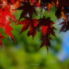 紅葉