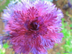 gradation