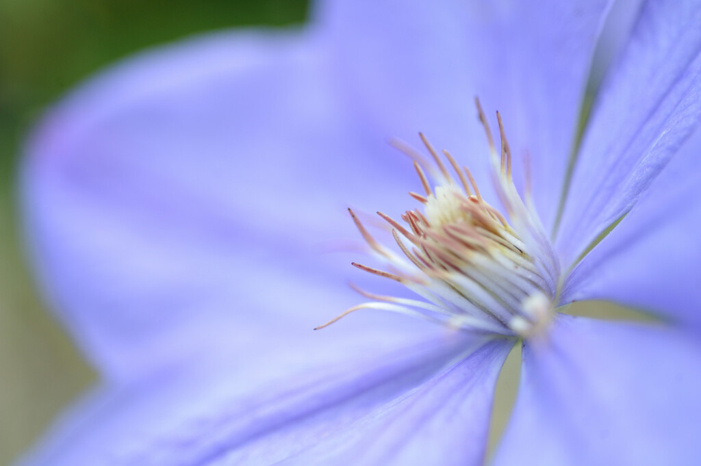 Clematis