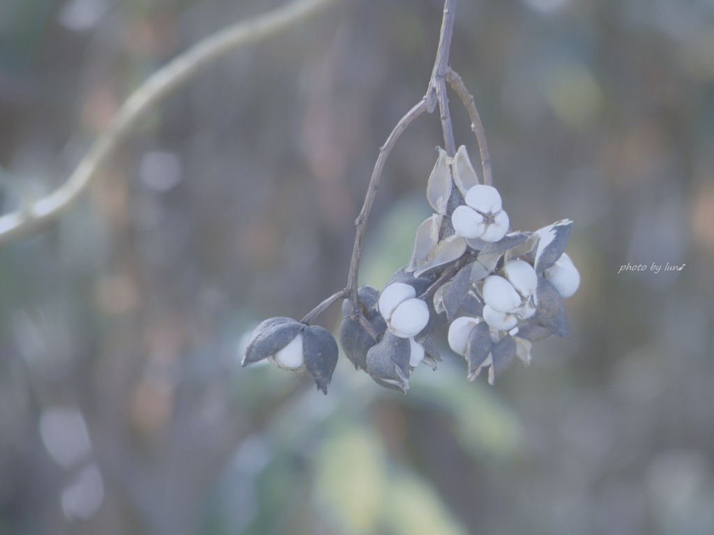 Triadica sebifera