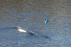 Hovering