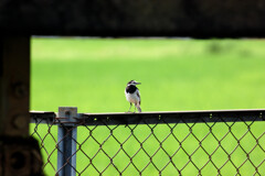 Motacilla alba lugens