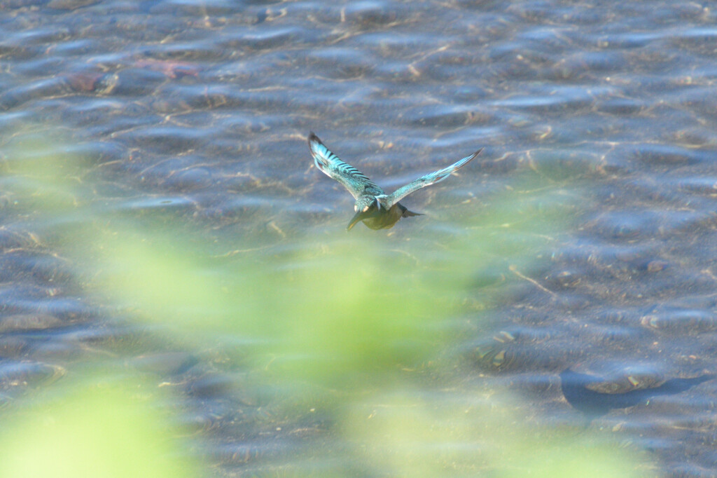 Alcedo atthis
