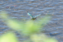Alcedo atthis