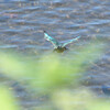 Alcedo atthis