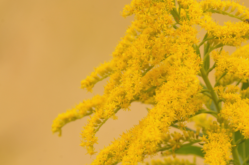 Solidago canadensis var. scabra