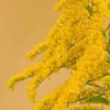 Solidago canadensis var. scabra
