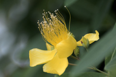 Hypericum monogynum