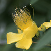 Hypericum monogynum
