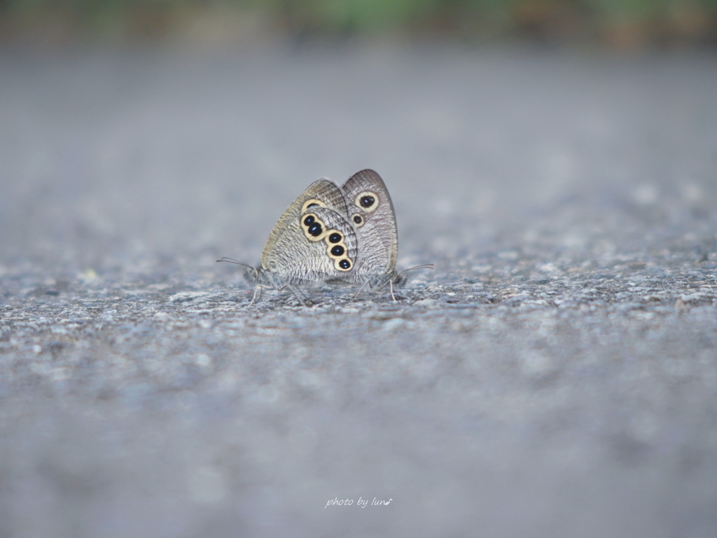 Ypthima argus