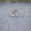 Ypthima argus