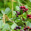 very like berry