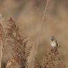 Emberiza fucata