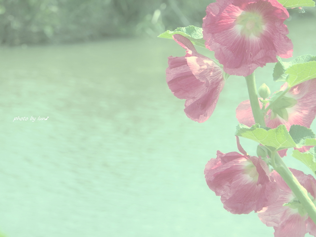 Althaea rosea