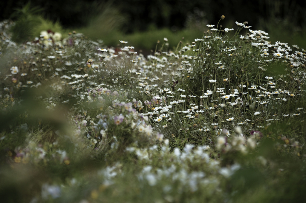 Leucanthemum paludosum