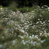 Leucanthemum paludosum