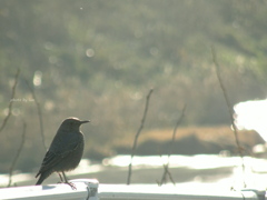 Monticola solitarius Linnaeus