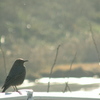 Monticola solitarius Linnaeus