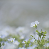 Nemophila