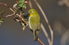 Zosterops japonicus