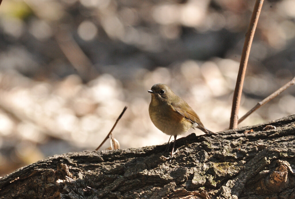 Tarsiger cyanurus
