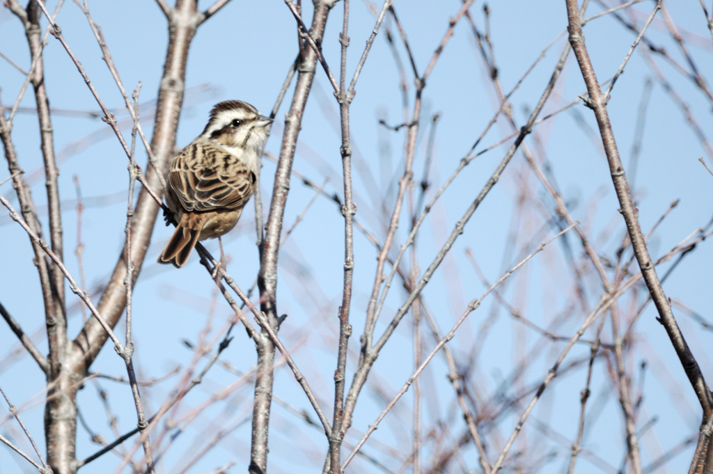 Emberiza cioides