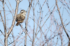 Emberiza cioides
