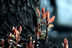 camphor tree