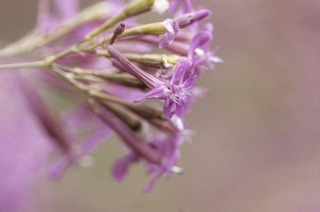 Silene armeria