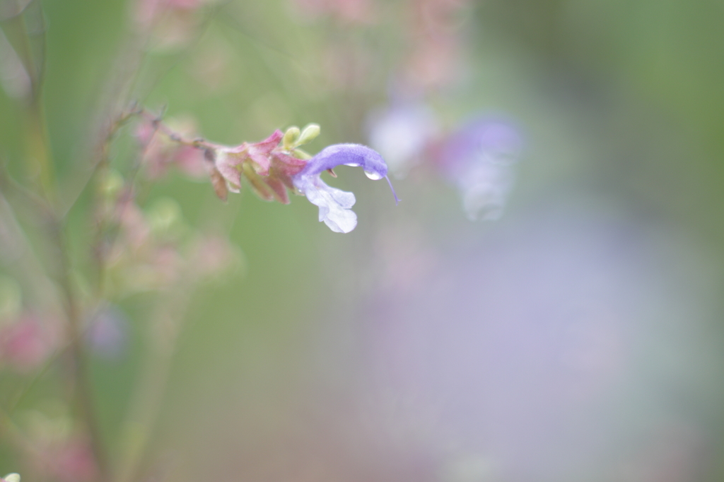 Salvia