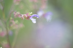 Salvia