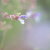 Salvia
