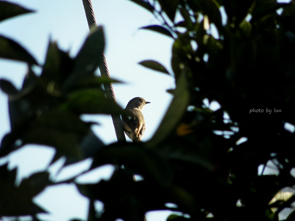 Phoenicurus auroreus