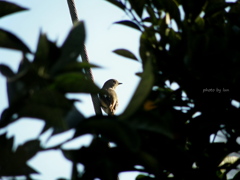 Phoenicurus auroreus