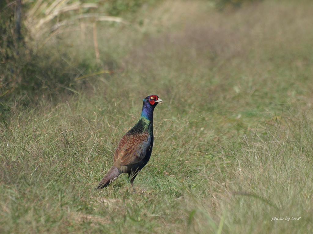 Phasianus versicolor