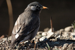  Spodiopsar cineraceus