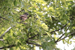 Emberiza cioides