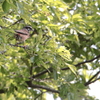 Emberiza cioides