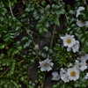 Rosa luciae