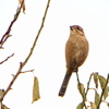 Lanius bucephalus
