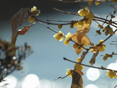 Chimonanthus praecox