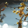Chimonanthus praecox