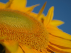 Helianthus annuus