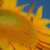 Helianthus annuus